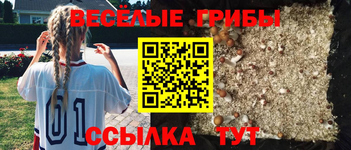 Губаха  Галлюциногенные грибы Cubensis  Псилоцибиновые грибы Psilocybine cubensis  Вход с VPN 